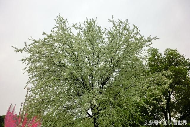 武汉漫行:东湖沿湖路走走