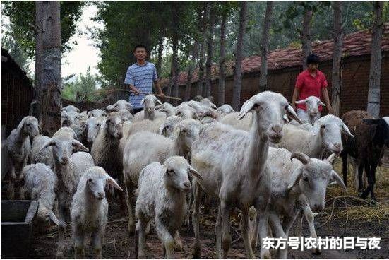 春节过后，农村这四种人将被“严禁养殖”，第一种人每个村都有