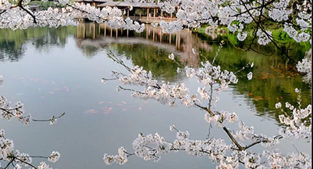 杭州多了一条最美“西湖夜游线”！苏堤、断桥……绝美景点都被承