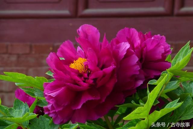 唐东都洛阳大福先寺:武皇垂爱,名僧云集,盛极一