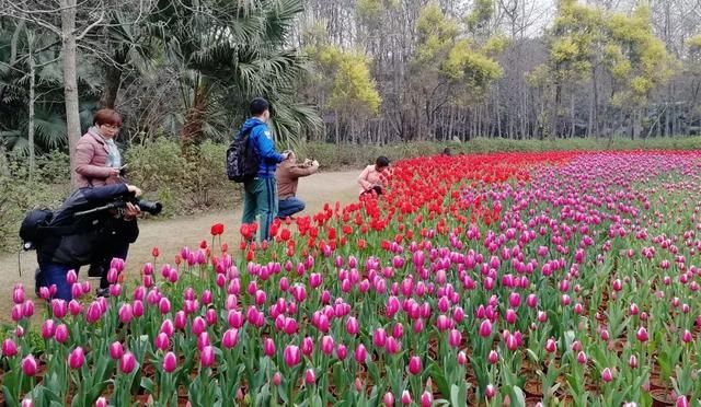 桂林这个地方郁金香已花开成海！美翻了！还免门票、赶紧约起来！