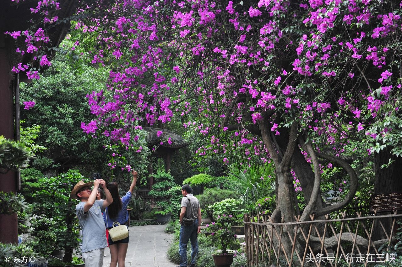 三角梅花开成瀑，花团似锦姹紫嫣红