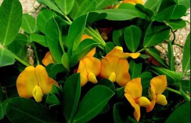 农民必看的增产高产花生种植管理技术