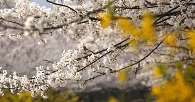 逛公园、看花开，滨州赏花正当时！