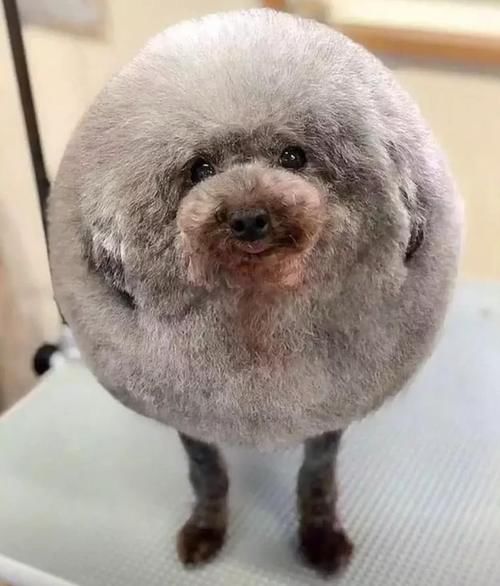 泰迪身材胖成球,做完造型后模样更喜感,网友:行