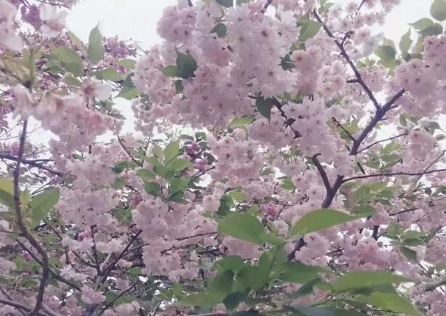 不用浪费钱去日本了！高铁直达粉色浪漫地，成都最快4小时飙拢！