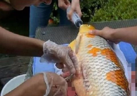 农村小哥花6700美元为一条金鱼做手术