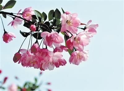 3月百花开 请到花城来