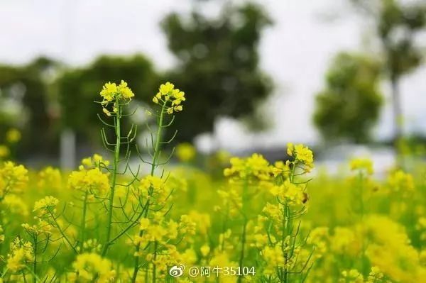 大福建这些地方，花开成海，美若仙境错过就要再等一年啦!