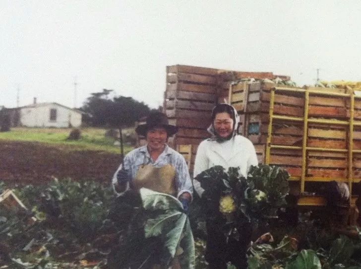 这对华人难民，70年只专注种菜，却救活了新西兰一个产业