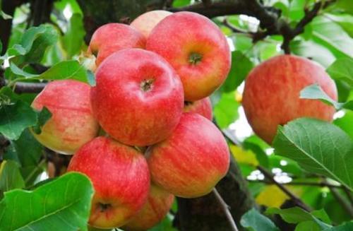 晚上睡前吃几口苹果,连吃一周,3个好处不请自