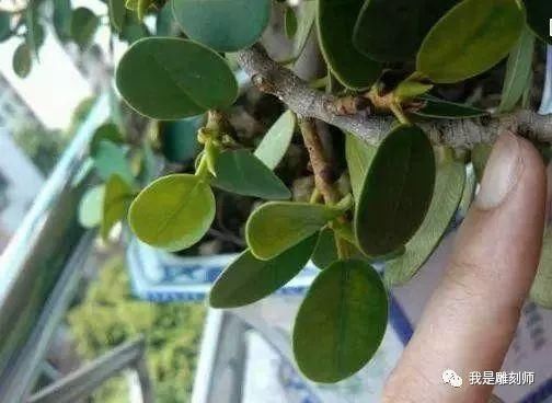 如何种植玉树 t01306240776abd2d43.jpg