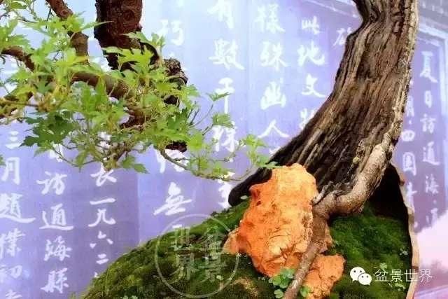 桑树也能玩盆景 而且好看 尤其是桑椹成熟的季节