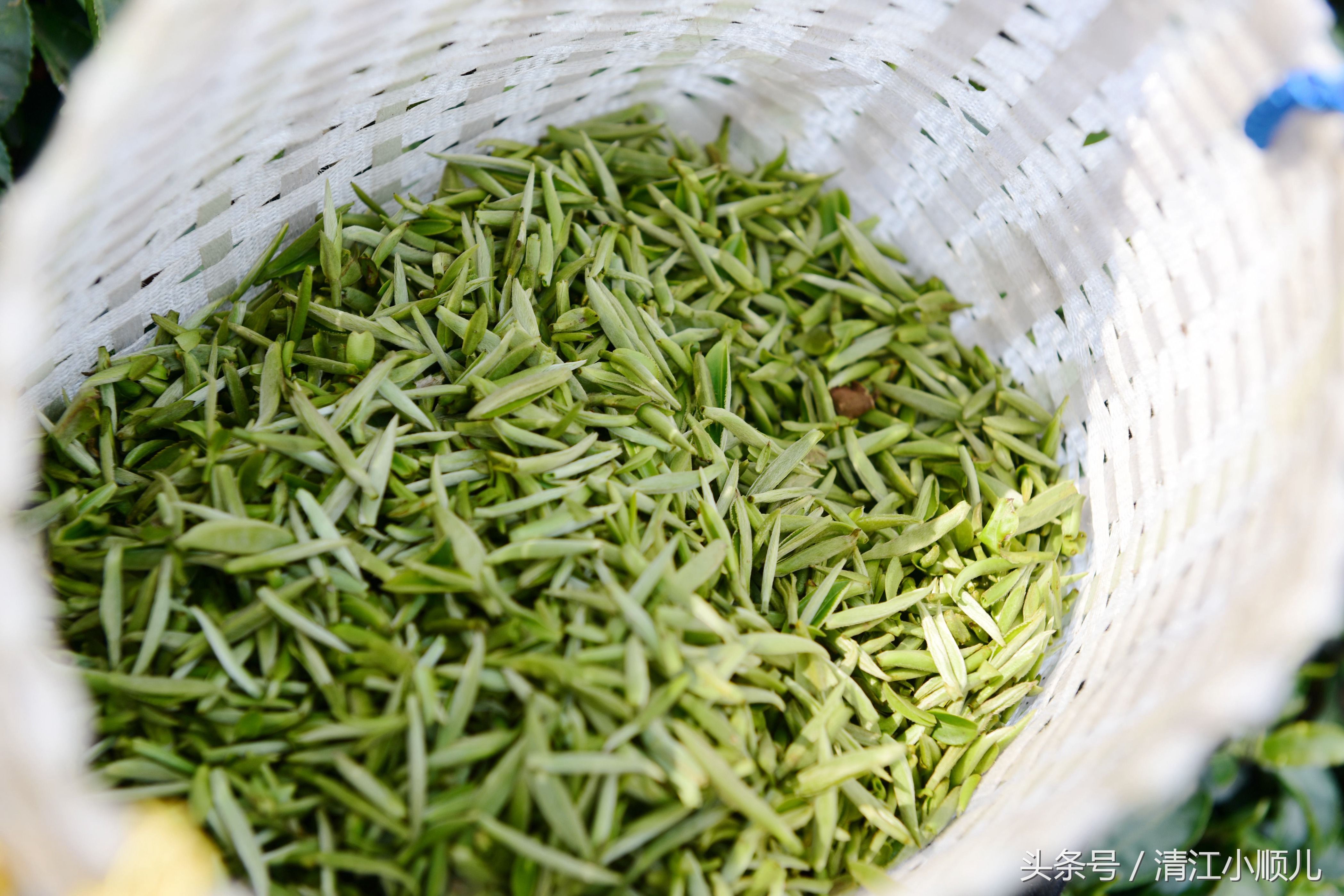 四川雅安蒙顶山红茶特级工夫茶叶新茶蒙顶高山红芽茶养胃奶茶专用_四川榜上茗品牌蒙顶山茶