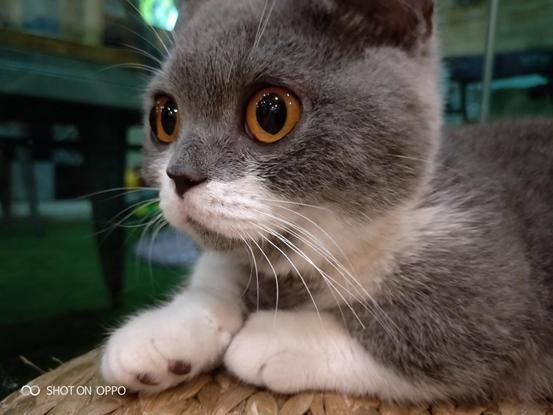 OPPO R15的AI智能拍照,让你感受大师的摄影风采