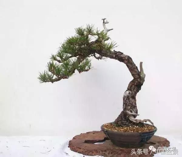 一棵赤松6年的变迁