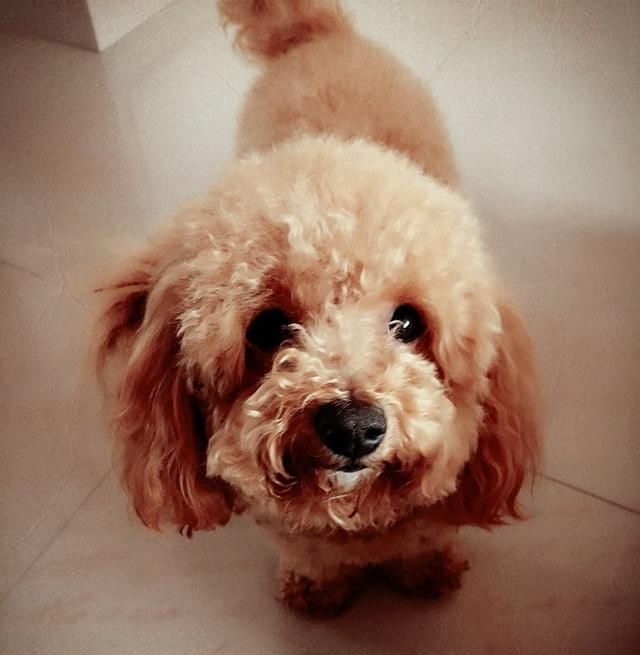 女主人整容回家后,泰迪假装不认识,其实是因为