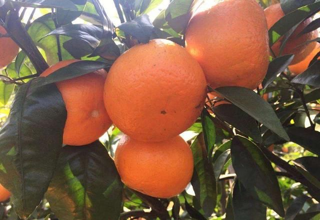 新兴晚熟柑橘品种之沃柑!种植技术新鲜出炉
