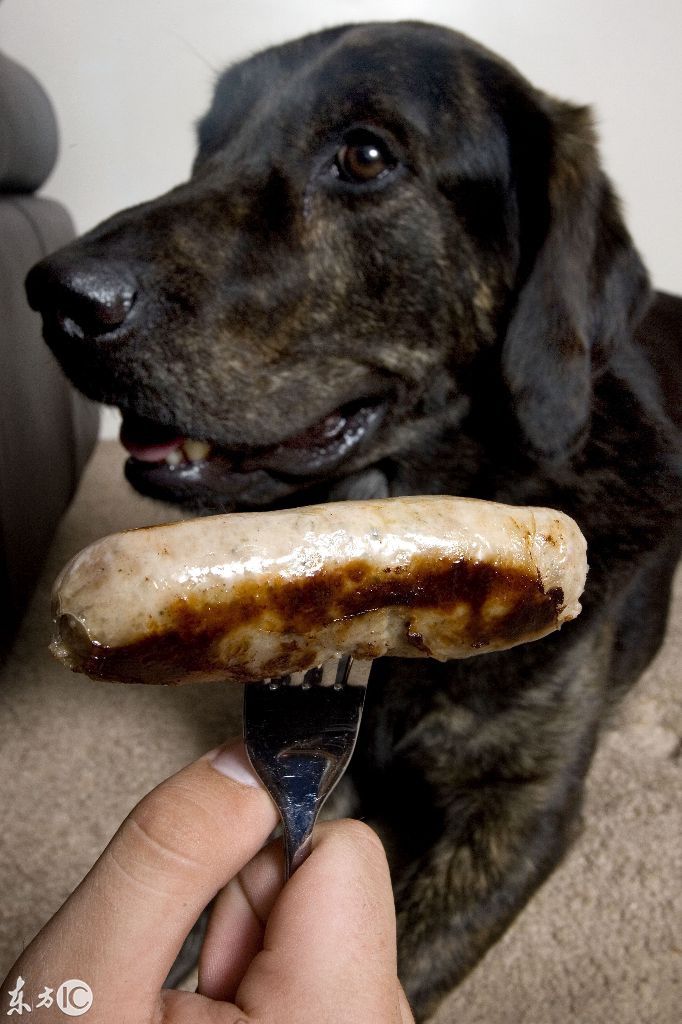 拉布拉多导盲犬因吃肉会过敏变素食主义者