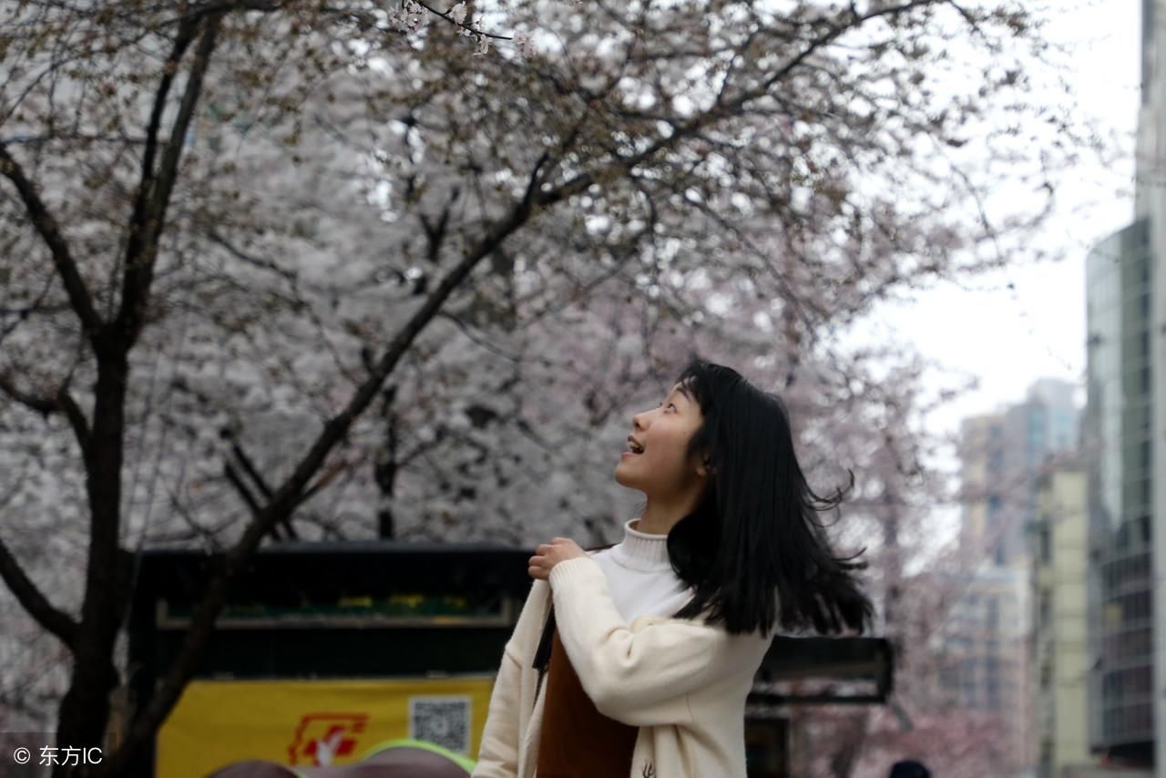 湖南：常德闹市一条街，早春三月赏樱花，流连忘返“樱花一条街”