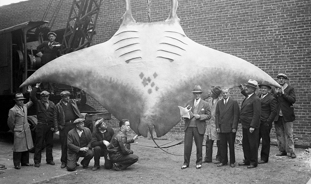 镜头下:人们捕捉过的“鱼类怪兽”,中国鱼王也在其中