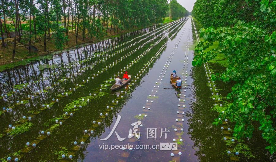 江苏泗洪:半城镇小河沟创大效益