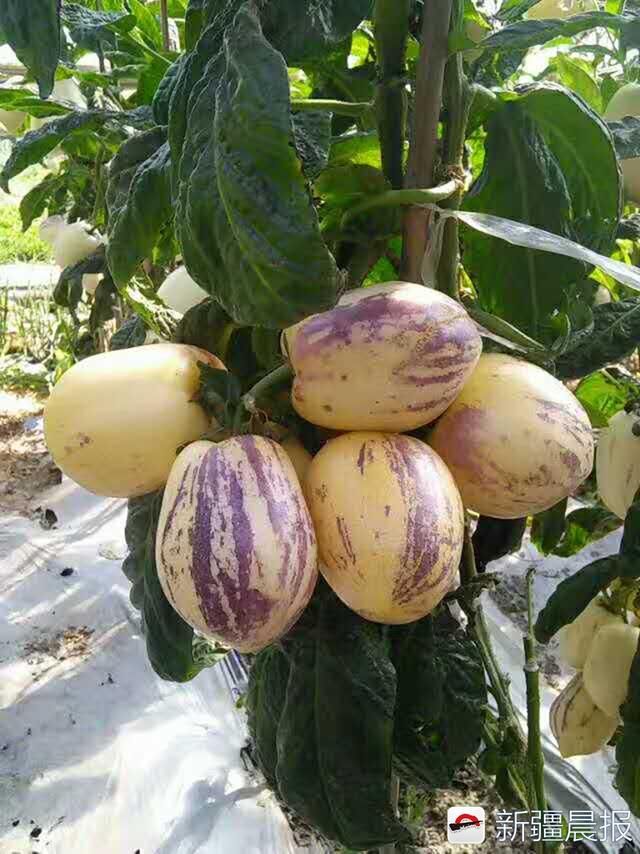 乌鲁木齐菜农种南方人参果火龙果，两亩地年收入十几万