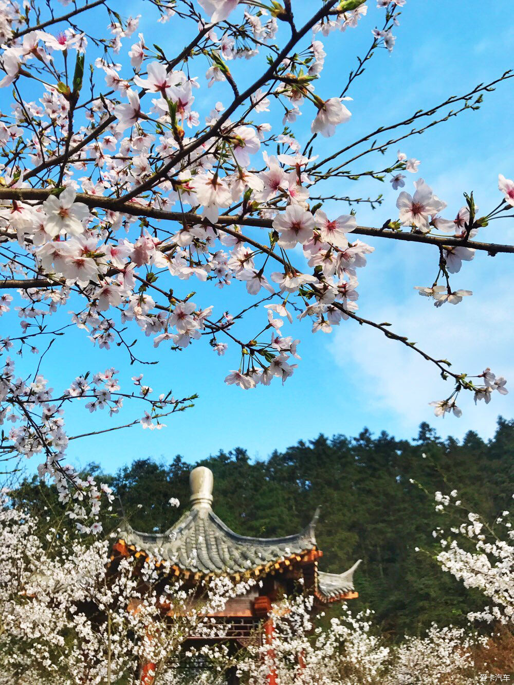 【春之彩】又是一年樱花烂漫时