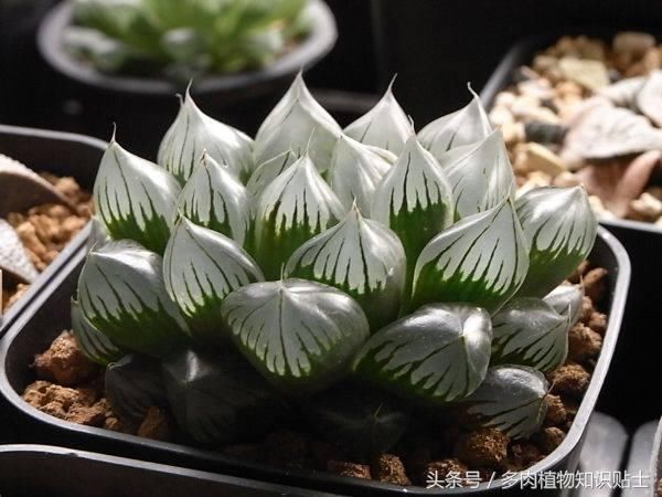 南北方养肉大不同，从玉露来分析各地多肉植物养护方法