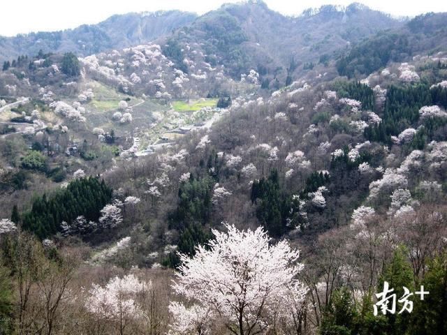日本哪里的樱花最美?这份赏樱指南收好不谢!