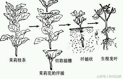 给大家分享一波茉莉花老桩上新盆的扦插方法