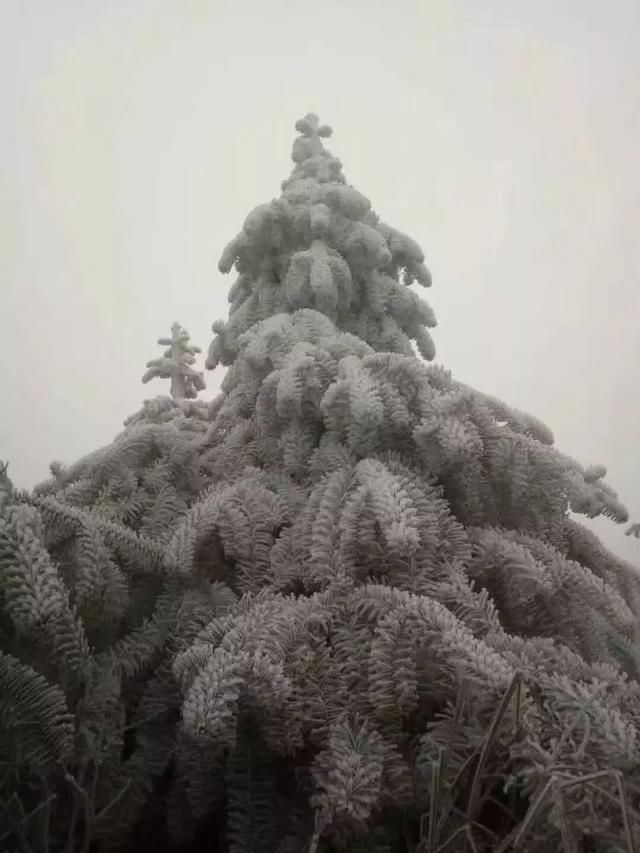 广西多地方下雪了成了冰雪世界雪景美到爆白色的仙境约吗