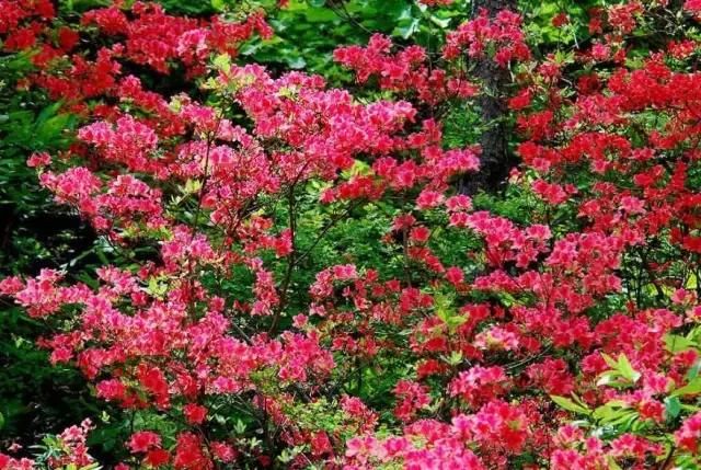 河南这5个地方的野生杜鹃山都染红了天！趁着假期赶紧看花去