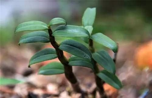 中药十大养生仙草