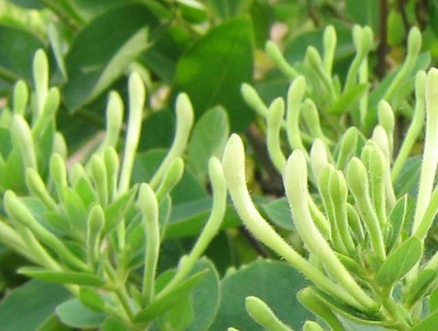 2018年,北方种植什么中药材最赚钱!