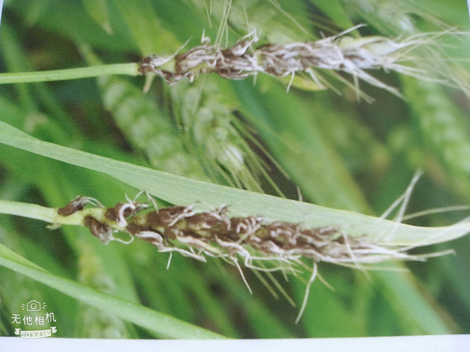 小麦病虫害图解小麦全蚀病、小麦黑穗病、小麦秆黑粉病等