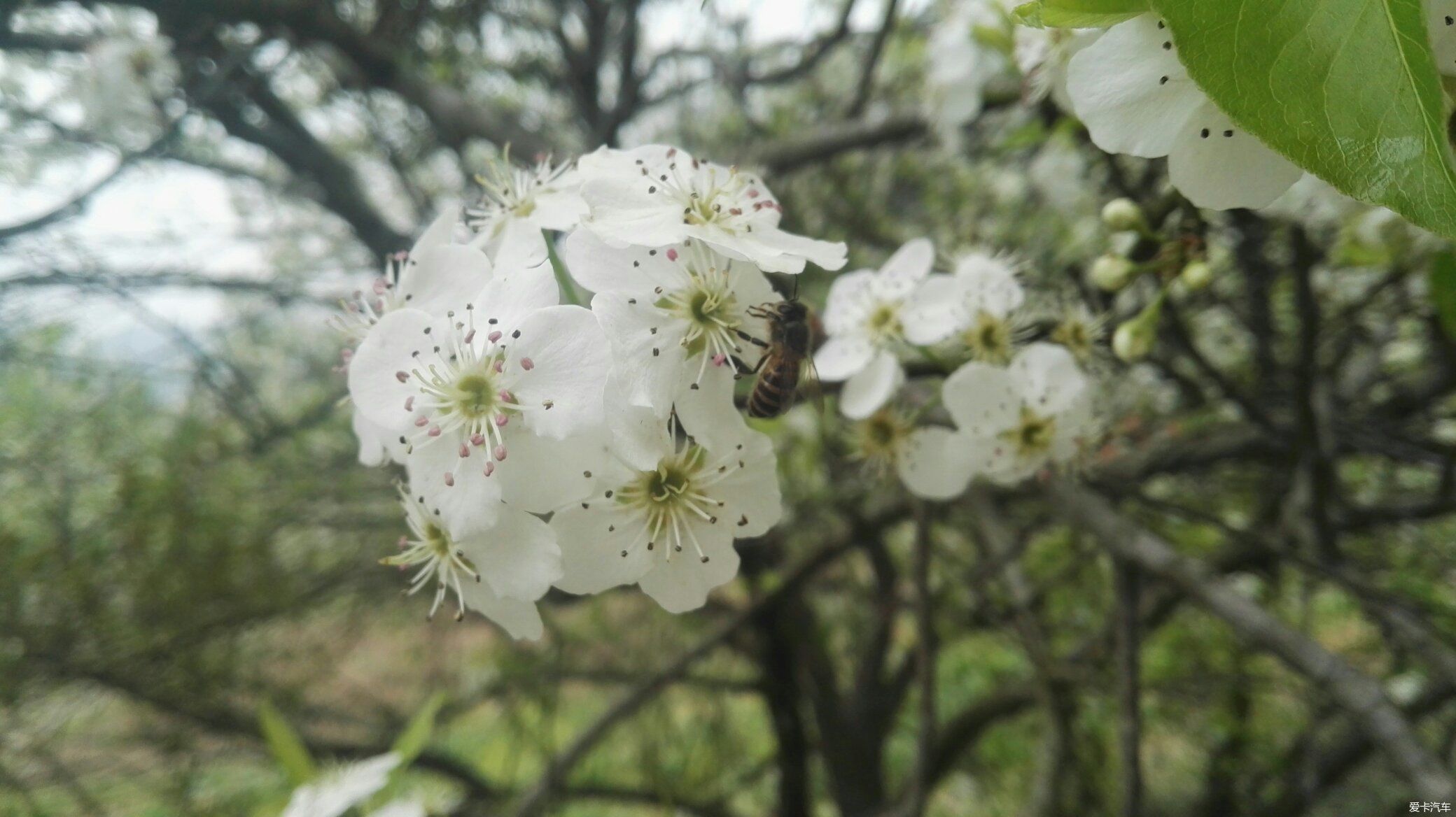 钦州的梨花，要赏须趁早喽