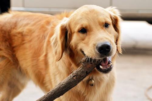 狗狗年纪如何看?人类1岁等于狗狗的7岁?这个