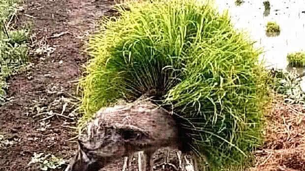 狗狗身上长满了青草,模样很奇怪,蹲下一看到身体后,落泪了 真钱下分捕鱼游戏