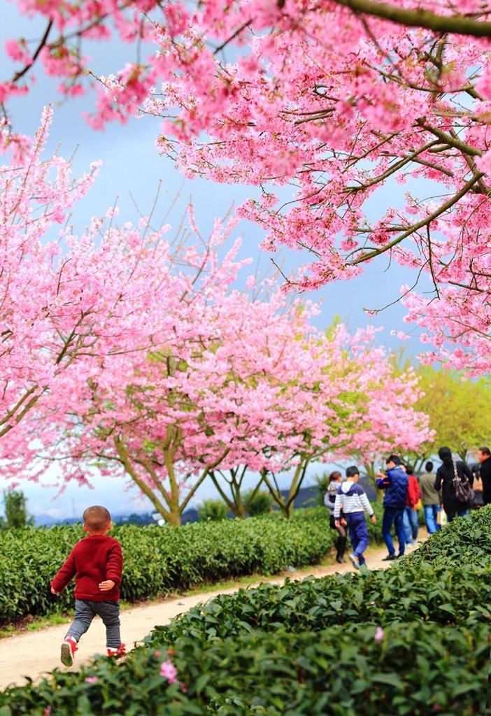 踏春|分分钟秒杀东瀛樱花，看“群樱荟萃”的中国最美赏樱地