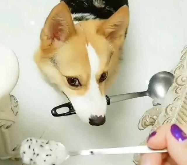 答应给吃一勺火龙果,柯基兴奋的跑进厨房,出来