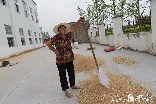 今年河南上蔡小麦收成咋样听听农民怎么说