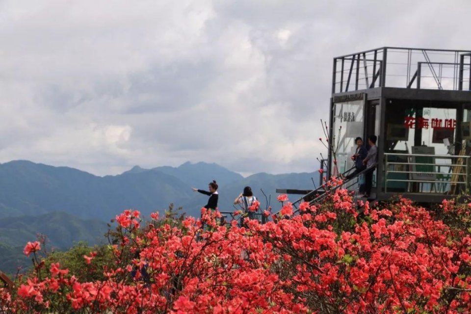 阳明山十万亩杜鹃燃爆 “五一”小长假 本周末仍是最佳花期