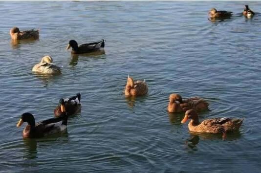 细说烤鸭：南京和北京到底有什么不同？南京赢了！