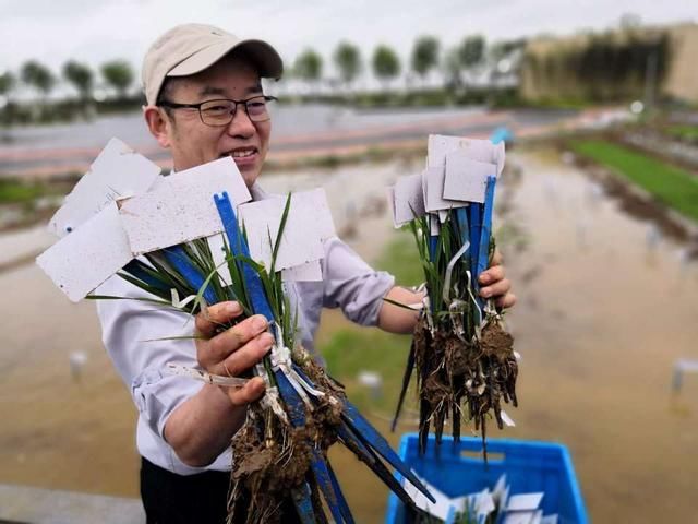 青岛今年首批海水稻插秧 全国五大盐碱地实验基地将推广