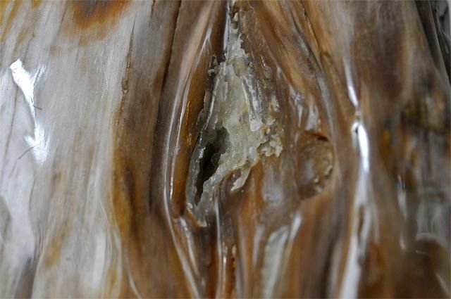 玉石、奇石、化石三重身份的完美融合--大自然