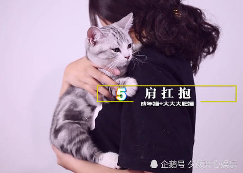 抱喵咪的六种方法,听说正确的姿势能让喵更爱