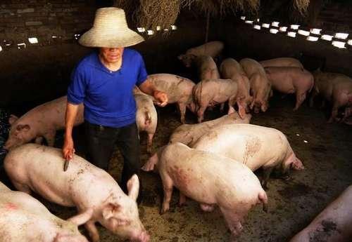 今天全国猪价上涨多少一斤