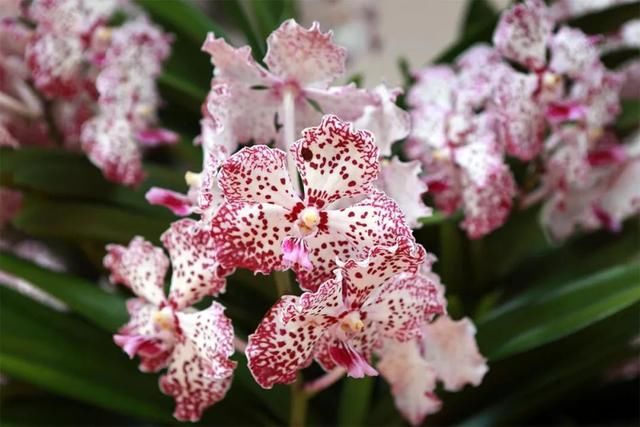 7年前,威廉和凯特参观植物园,王子看到戴安娜