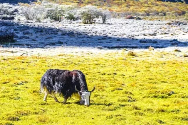 稻城！去了就不想回家的地方
